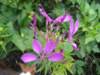 Cleome